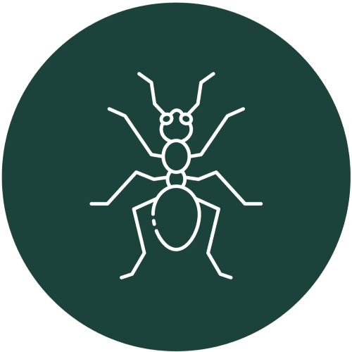 Professional Ant Control Service