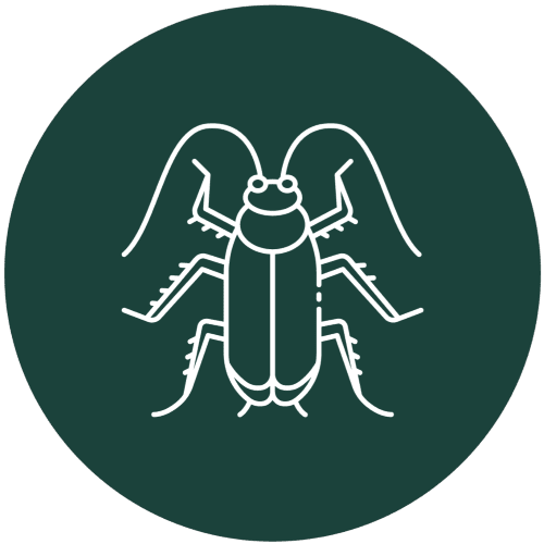 Professional Cockroach Extermination Service