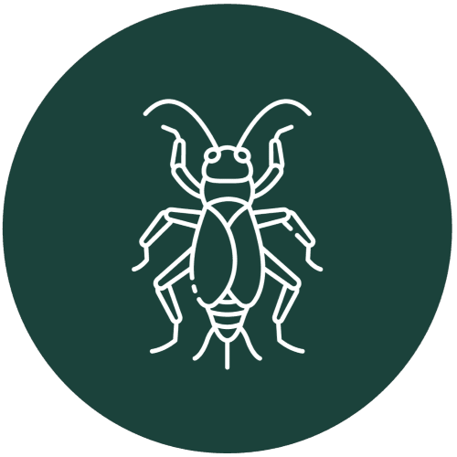 Professional Cricket Removal Service