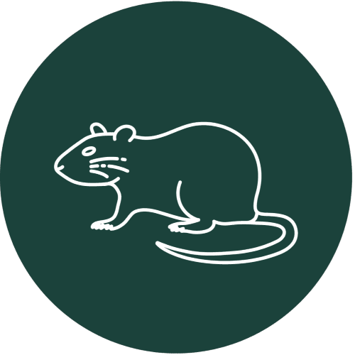 Professional Rodent Removal Service