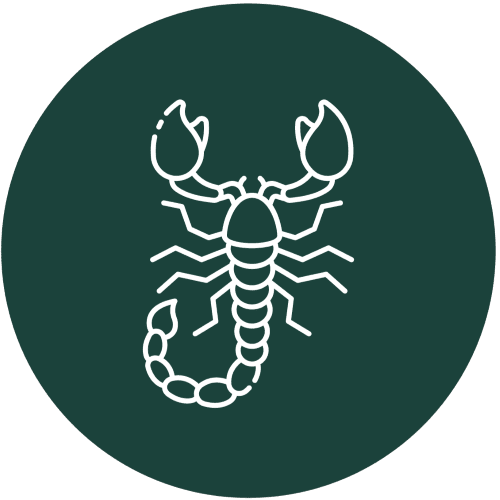Professional Scorpion Extermination Service