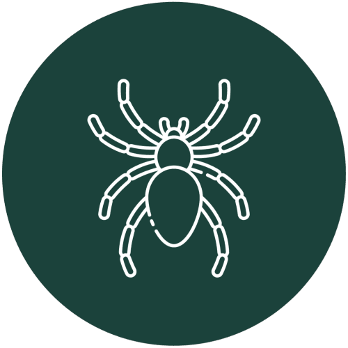 Professional Spider Control Service