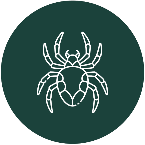 Professional Termite Control Service