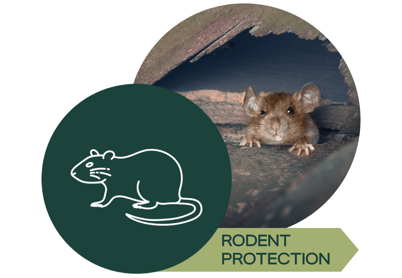 sage-solutions-pest-control-rodent-in-attic
