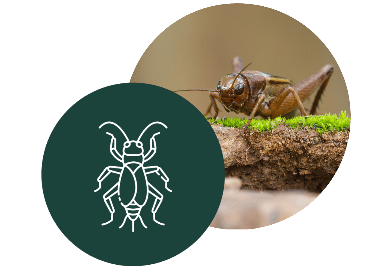 cricket icon with picture of cricket, button to Sage Solutions Pest Control Phoenix AZ cricket control service page