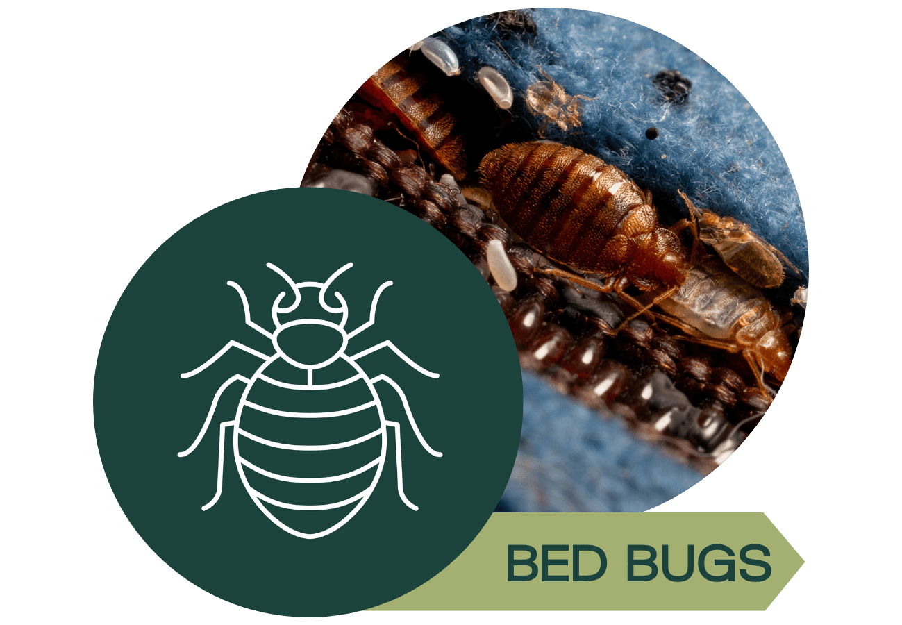 Bed bug close up with a graphic design of a bed bug and a label