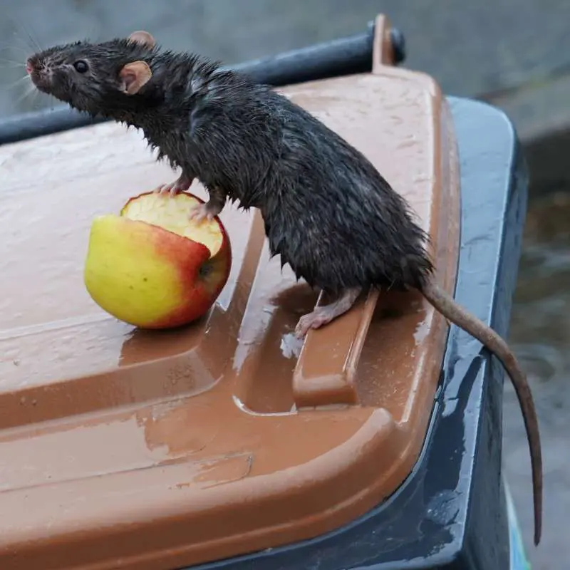 Roof Rats tend to have a slimmer body shape