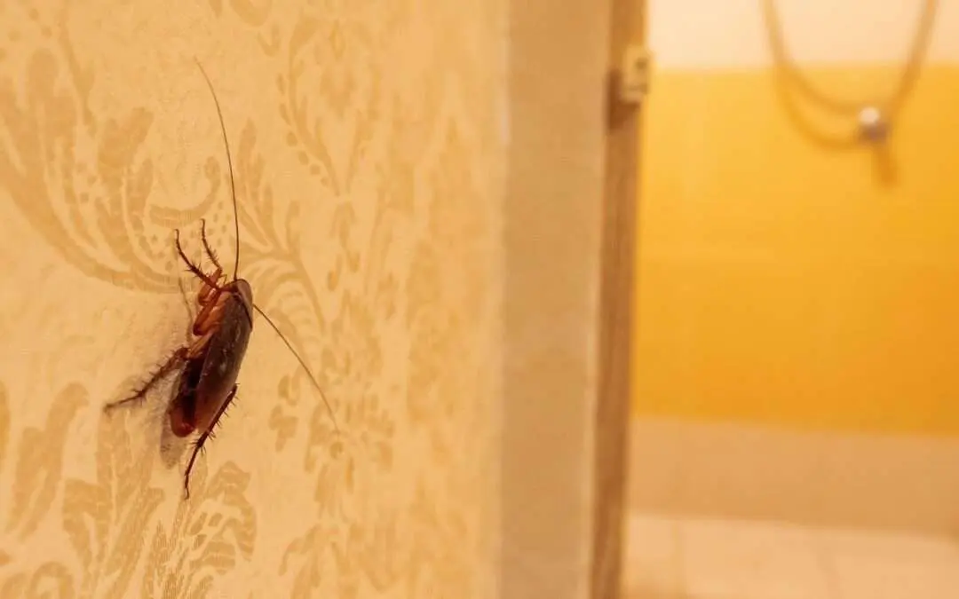 A cockroach bug crawling on the wall near a bathroom