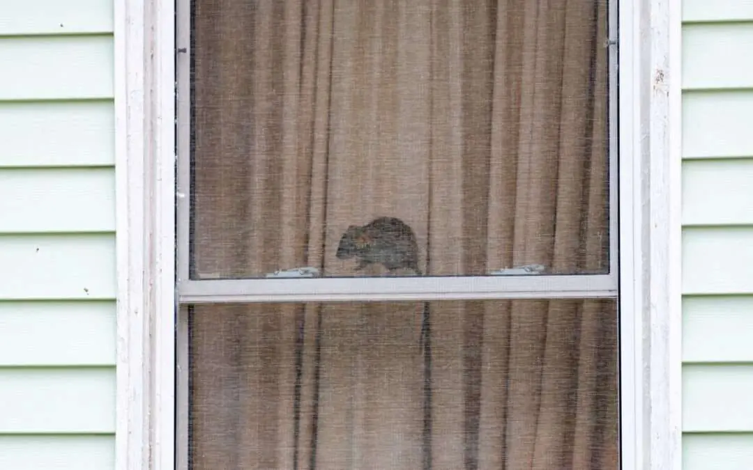 Rodent Alert 2026: What Phoenix Homeowners Need to Know
