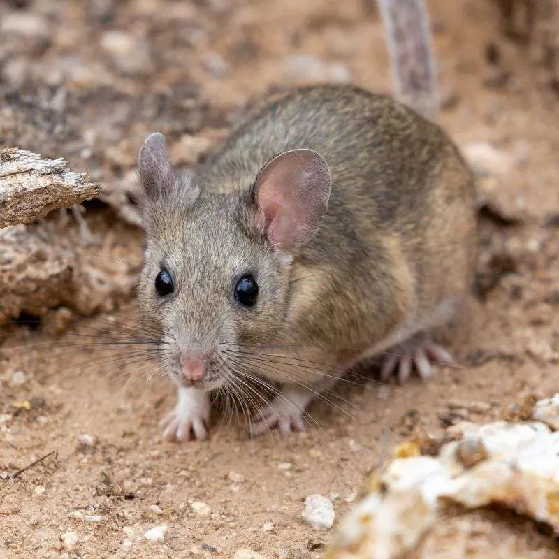 Pack Rats, or Woodrats, are stockier and have a hairy, bushy tail.