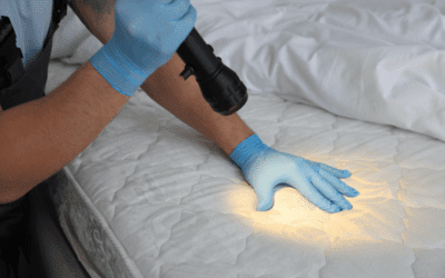 Bed Bug Infestation in Phoenix: Signs, Detection, Treatment