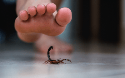 When Do Scorpions in Phoenix Become Active?