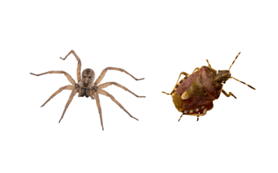 Spider Bite vs Bed Bug Bite: How to Tell the Difference in Arizona Homes