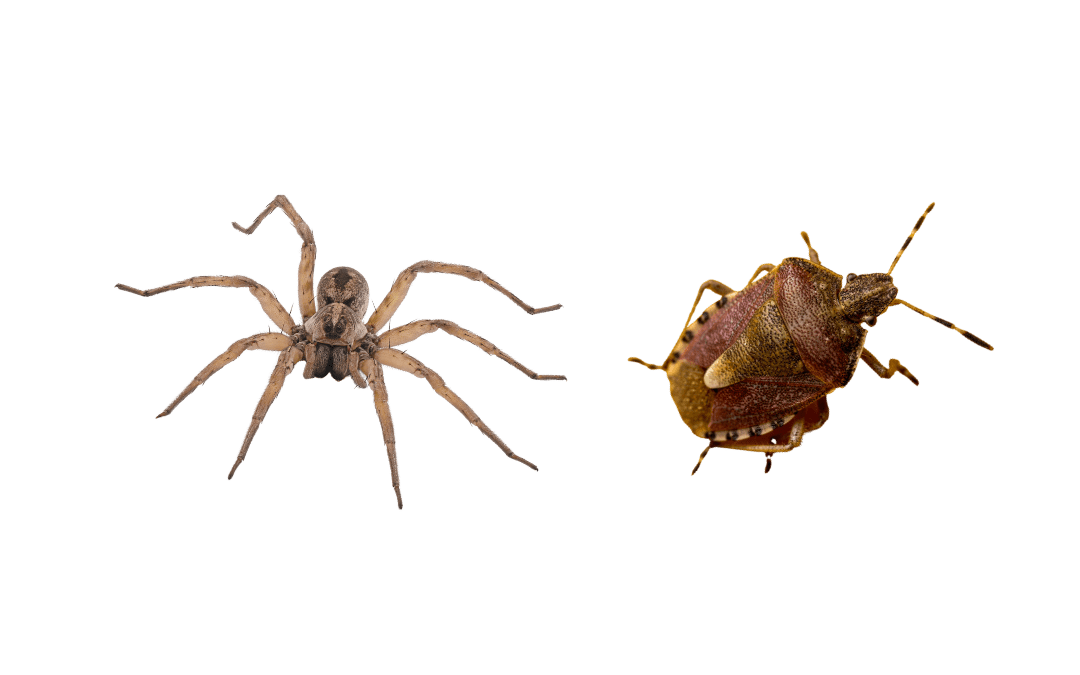 Spider Bite vs Bed Bug Bite: How to Tell the Difference in Arizona Homes
