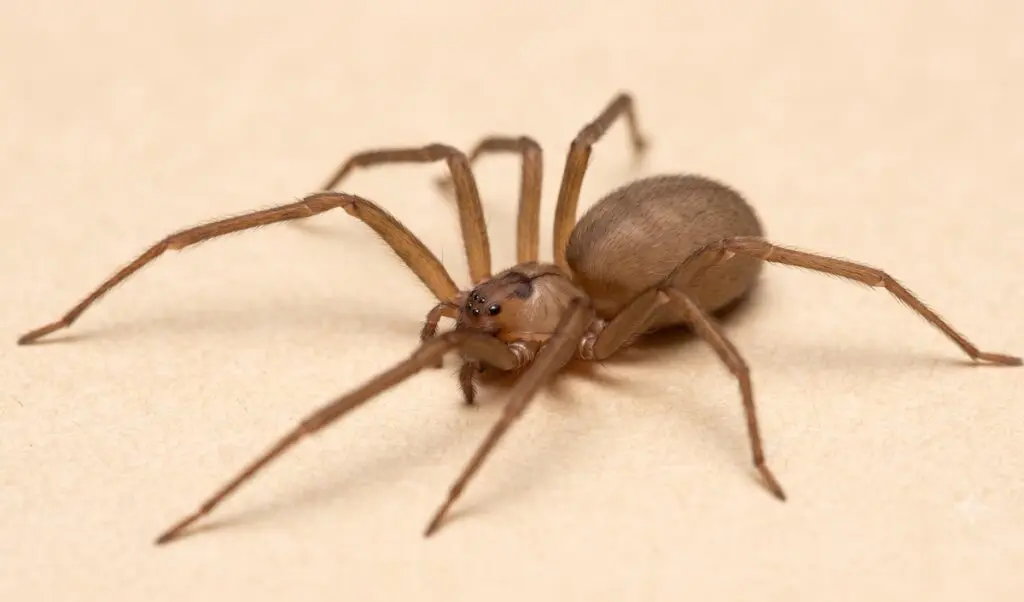 Close up photo of recluse spider