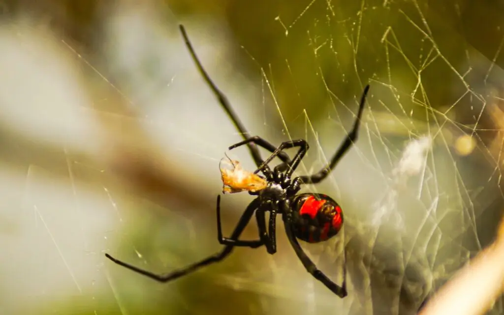 A closeup of a southern black widow on a spider silk