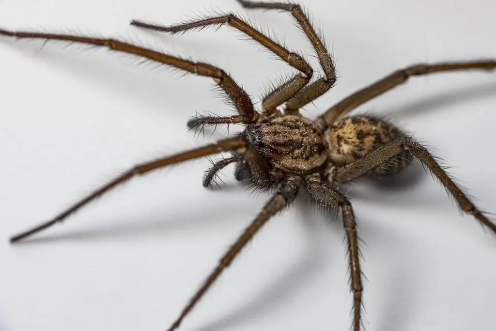 close up photo of brown wolf spider with intricate markings on back