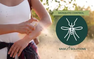 How to Get Rid of Mosquitoes in Your Phoenix Backyard, Pool, and Patio