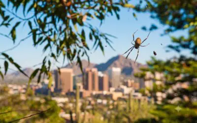How to Keep Spiders and Other Insects Out of Your Home in Phoenix