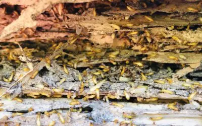 Termite Treatment Cost in Phoenix, AZ: What Homeowners Should Expect