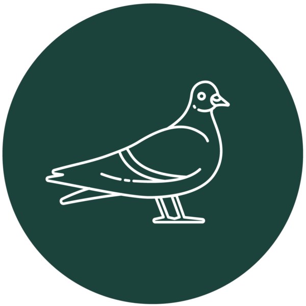Pigeons