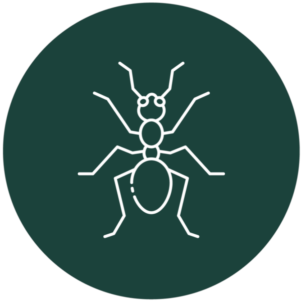 Ants