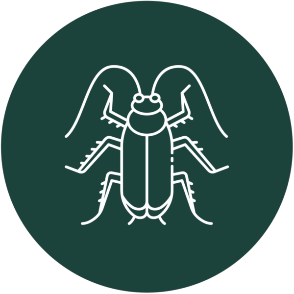 Cockroaches