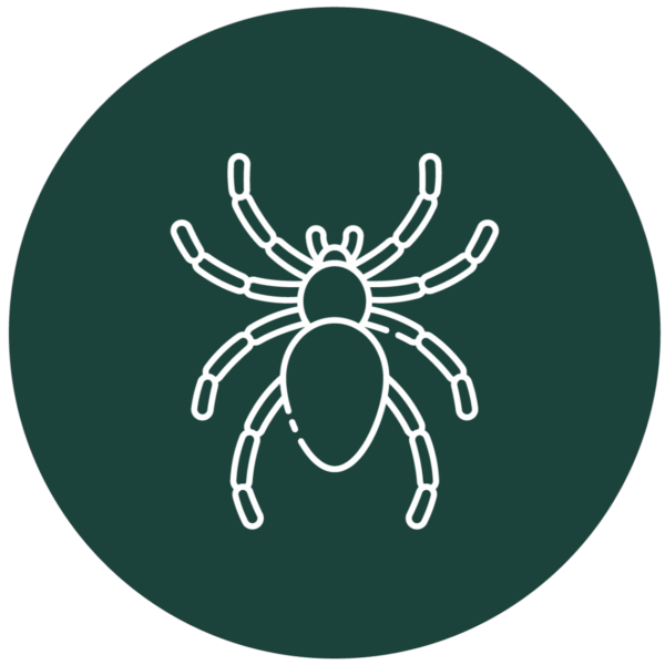 Spiders