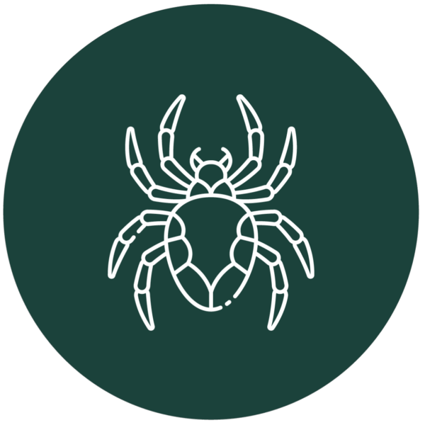 Termites