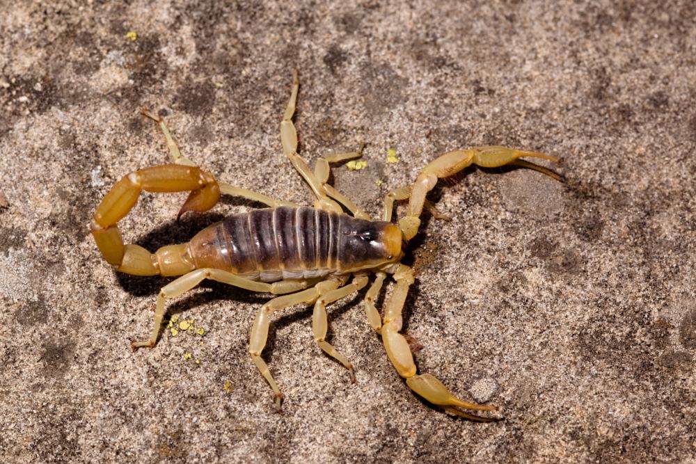 arizona desert hairy scorpion identification