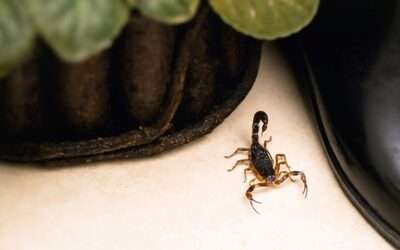 Scorpion Season 2025: Why Arizona Homes Are Seeing More Stings This Year
