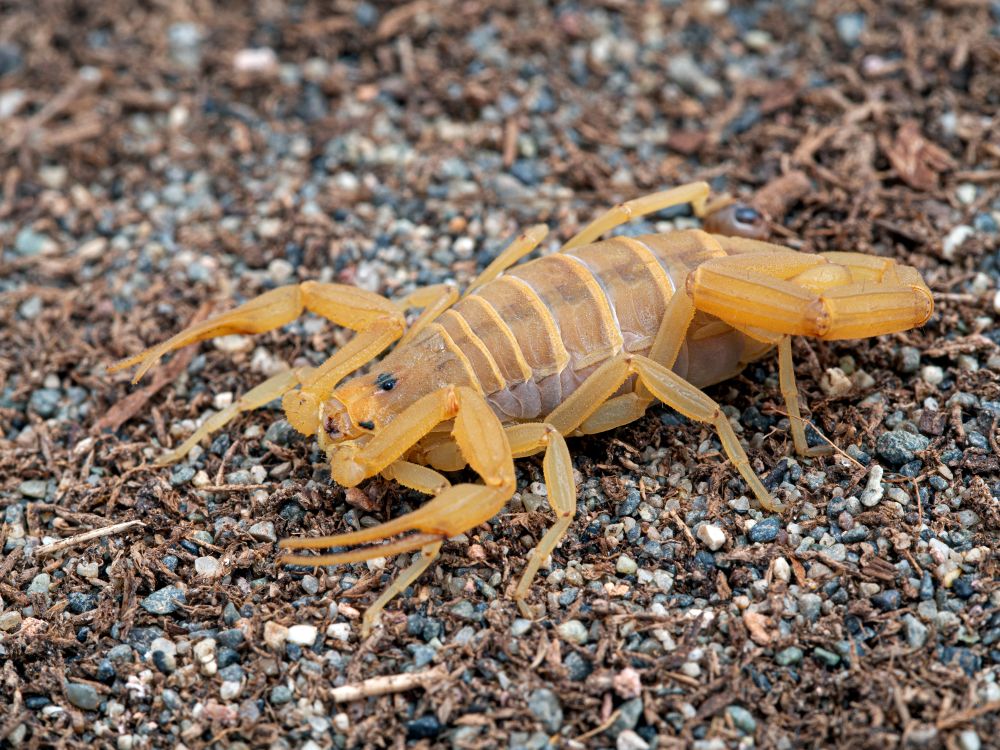 arizona bark scorpion