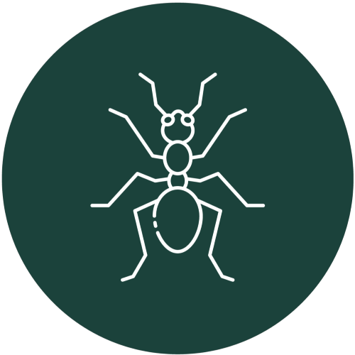 Ants