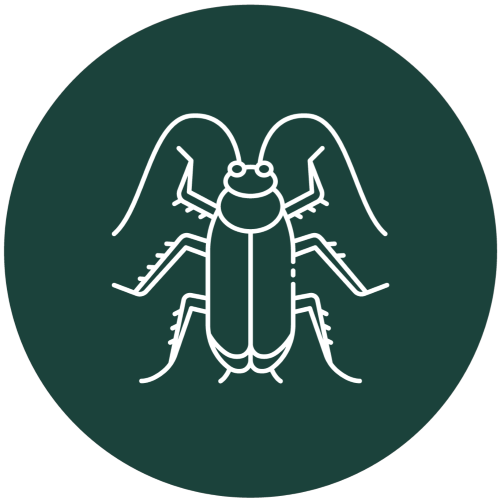 Cockroaches