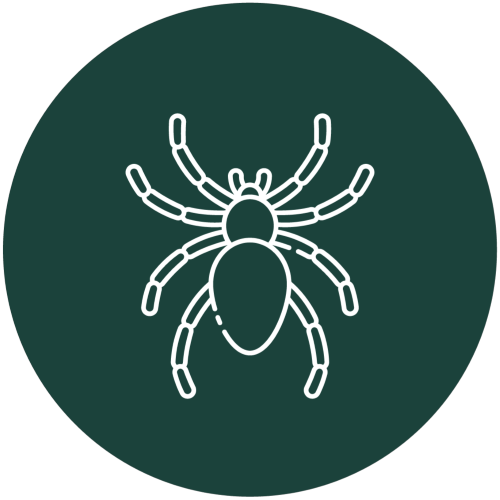 Spiders