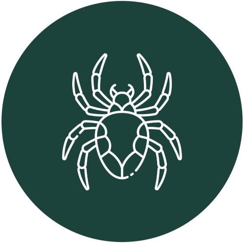 Termites