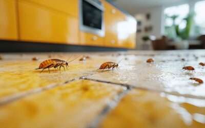 After the Rain, Problems with Roaches, Ants, Mosquitoes, and More