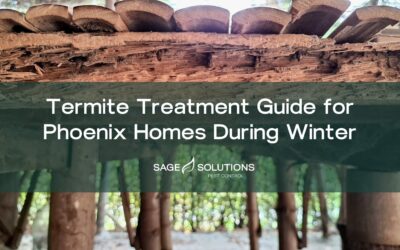 Termite Treatment Guide for Phoenix Homes During Winter