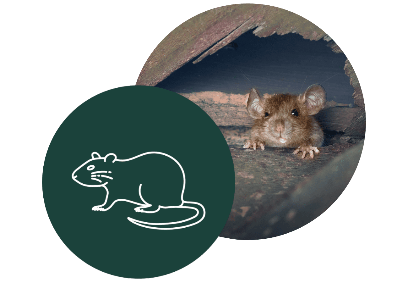 Phoenix Rodent Control Experts | Remove Mice, Rats, & Vermin