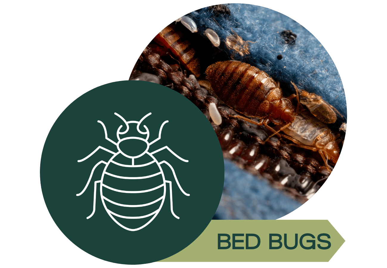 Bed bug close up with a graphic design of a bed bug and a label