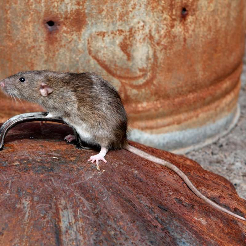 Norway Rat can be identified by its extremely long, bare tails.