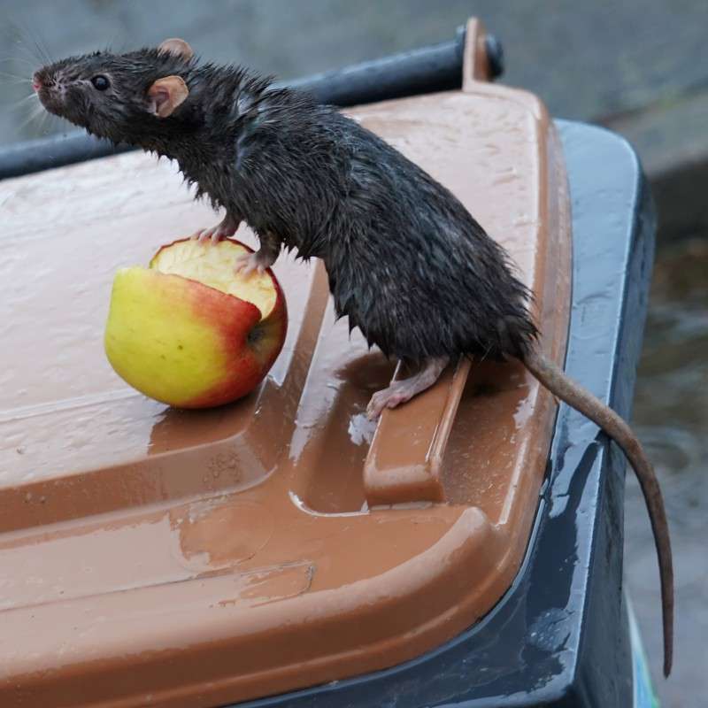 Roof Rats tend to have a slimmer body shape