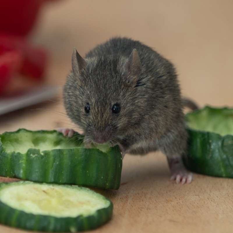 The average house mouse is smaller than rat species.