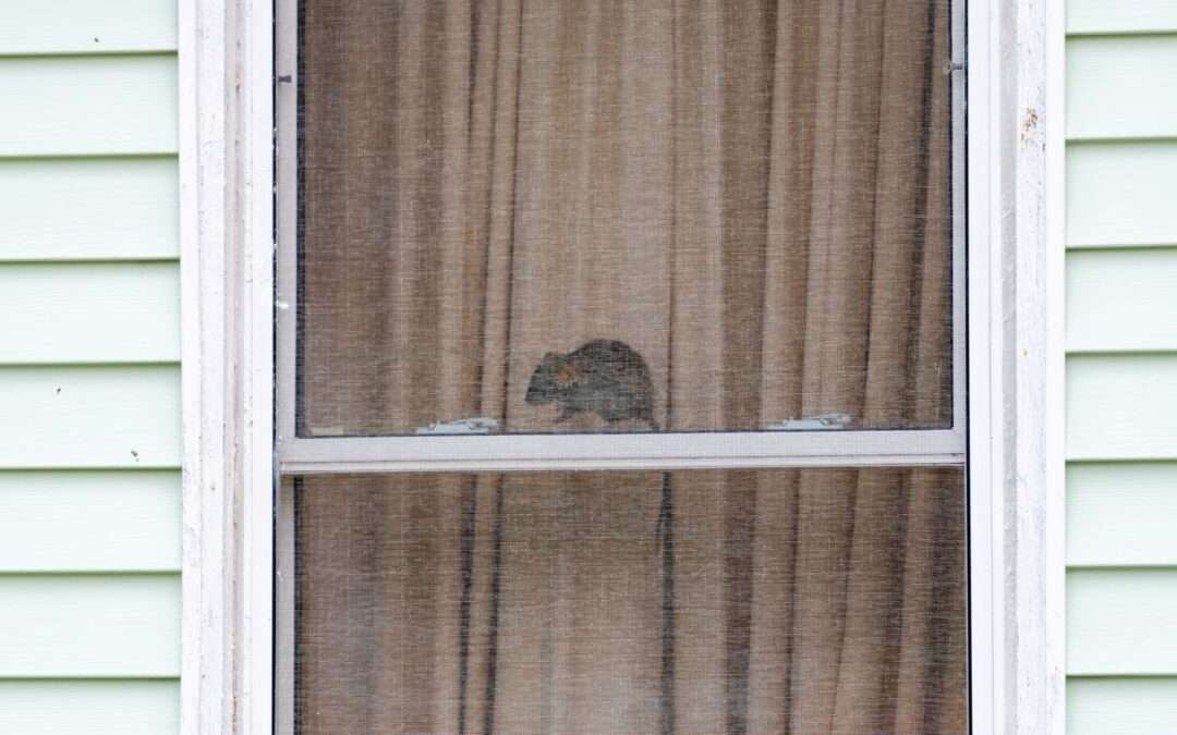 Large rodent in home windowsill