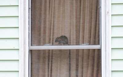 Rodent Alert 2026: What Phoenix Homeowners Need to Know