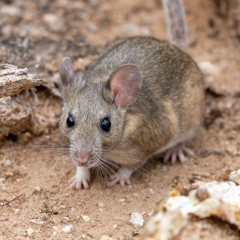 Pack Rats, or Woodrats, are stockier and have a hairy, bushy tail.