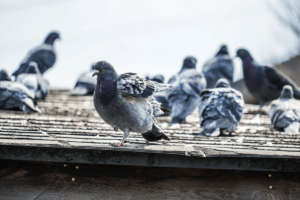 Signs of Pigeon Overpopulation and How Sage Pest Control Humanely Removes Pigeons