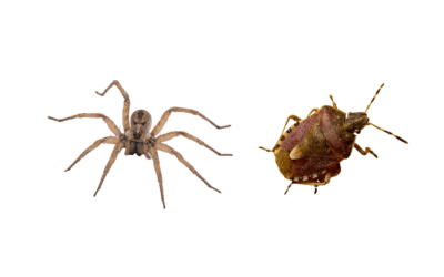 Spider Bite vs Bed Bug Bite: How to Tell the Difference in Arizona Homes