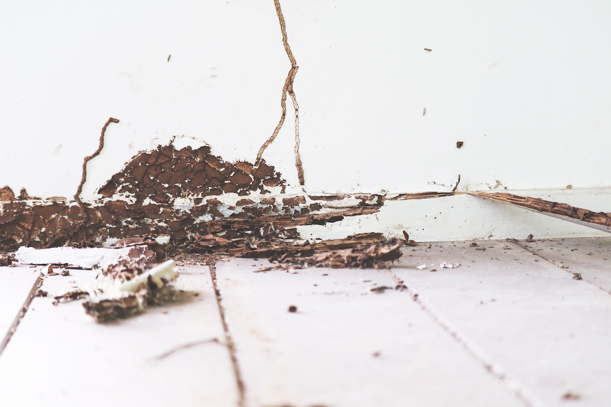 Subterranean termites in Phoenix require professional treatment
